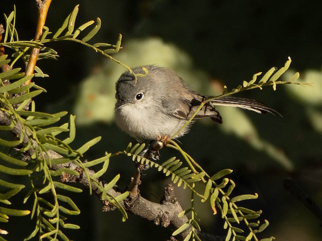 Black-tailed Gnatcatcher - eBird