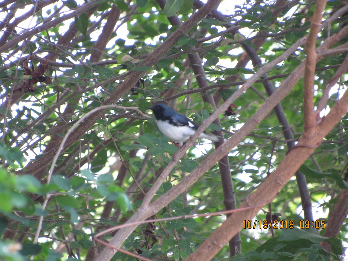 Black-throated Blue Warbler - Vivian F. Moultrie