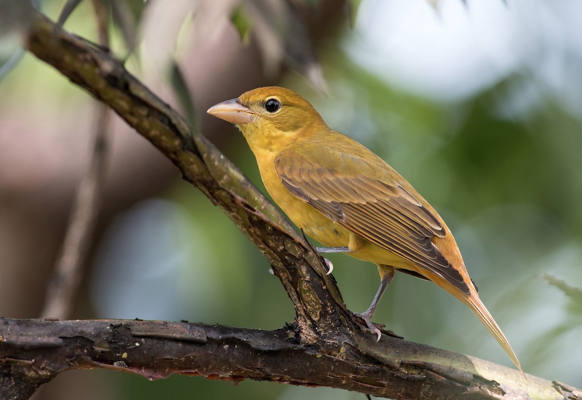 Summer Tanager - Denny Swaby