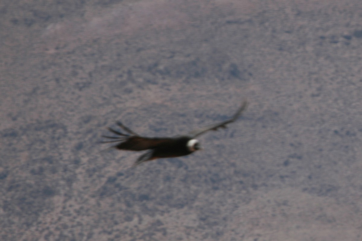 Andean Condor - ML183114011
