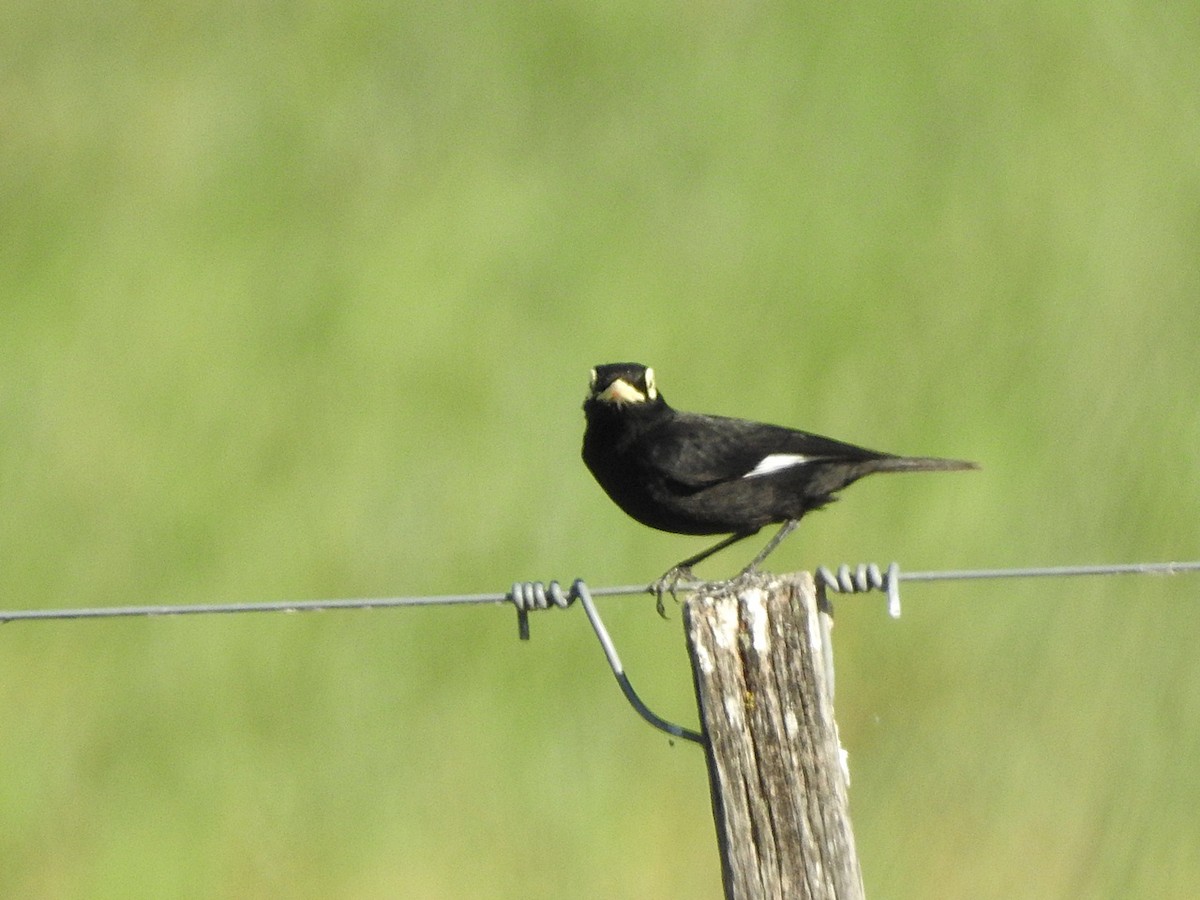 Spectacled Tyrant - ML183115691