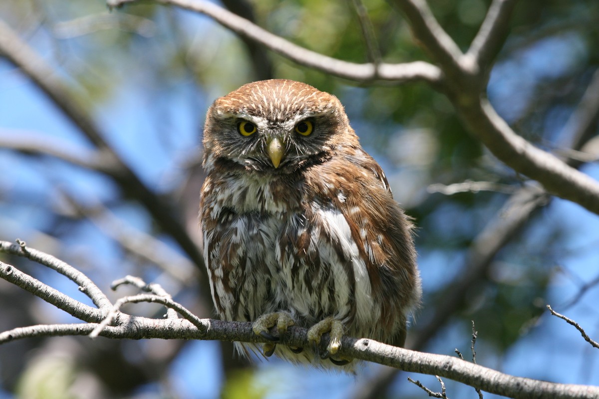 Austral Pygmy-Owl - Juan martinez
