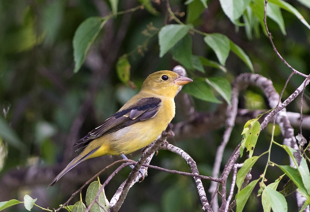 Scarlet Tanager - Denny Swaby