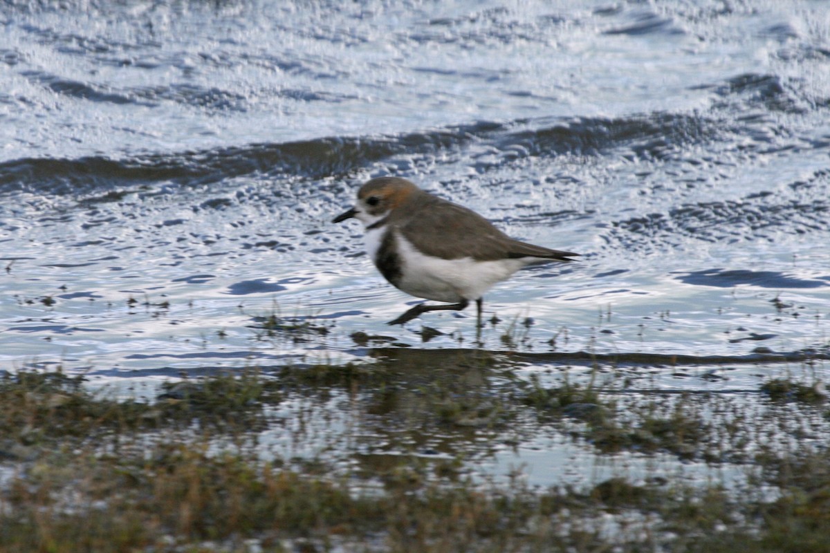 Two-banded Plover - ML183117491