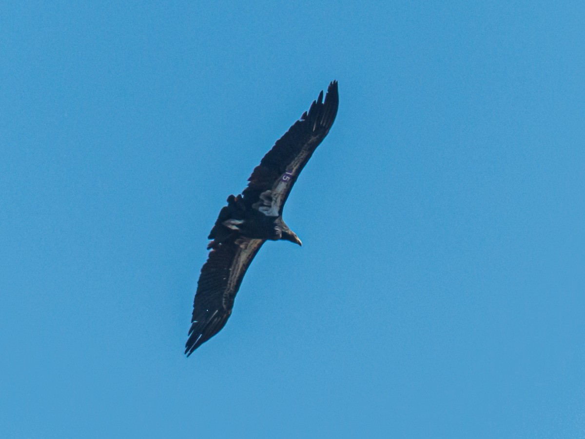 California Condor - Eden Fontes