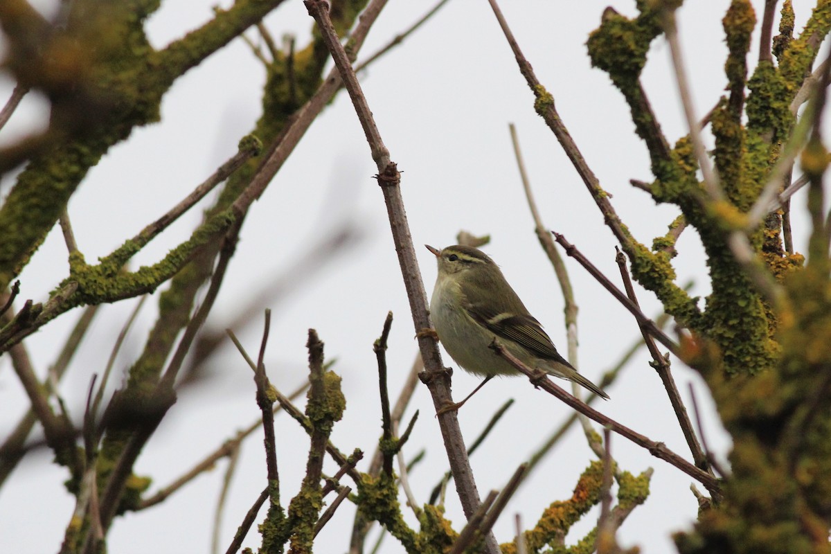 Yellow-browed Warbler - ML183121641