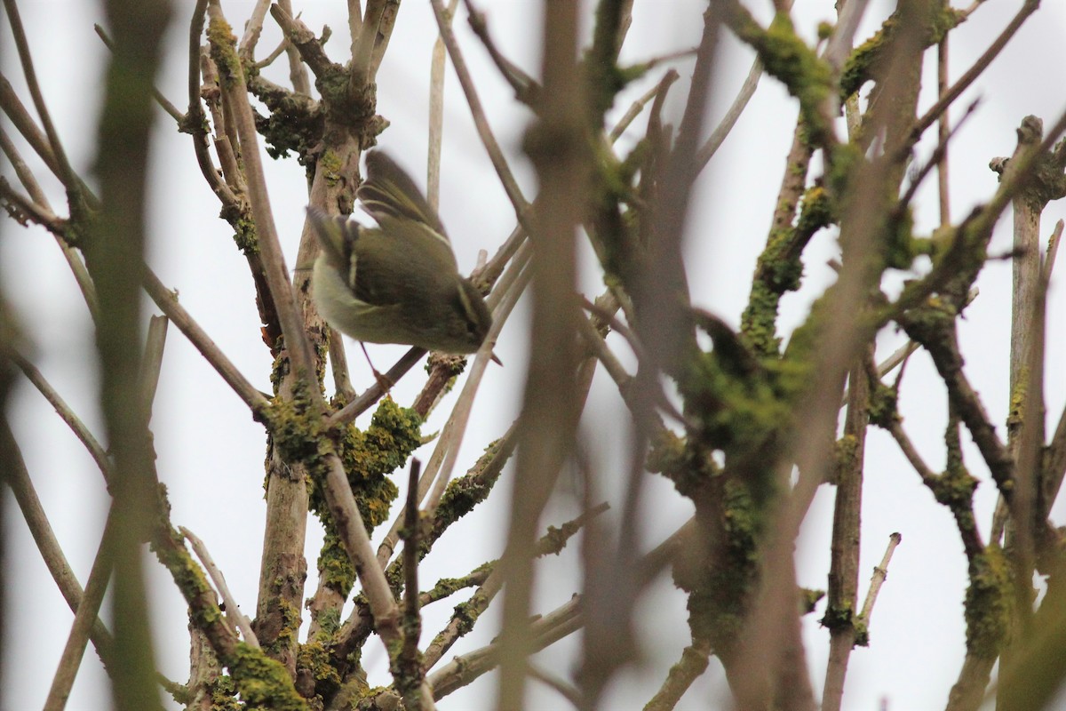 Yellow-browed Warbler - ML183121651