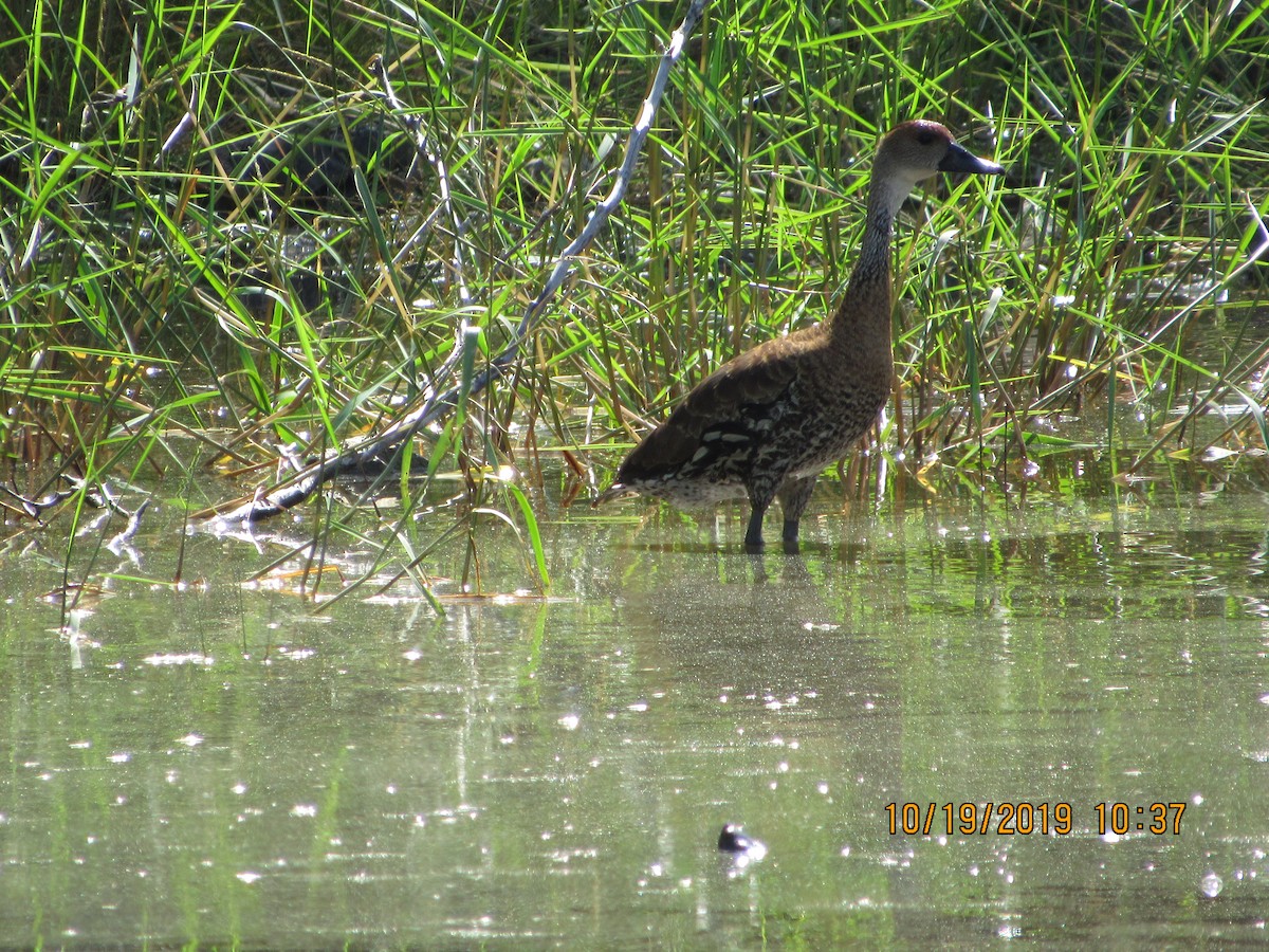 West Indian Whistling-Duck - ML183122511