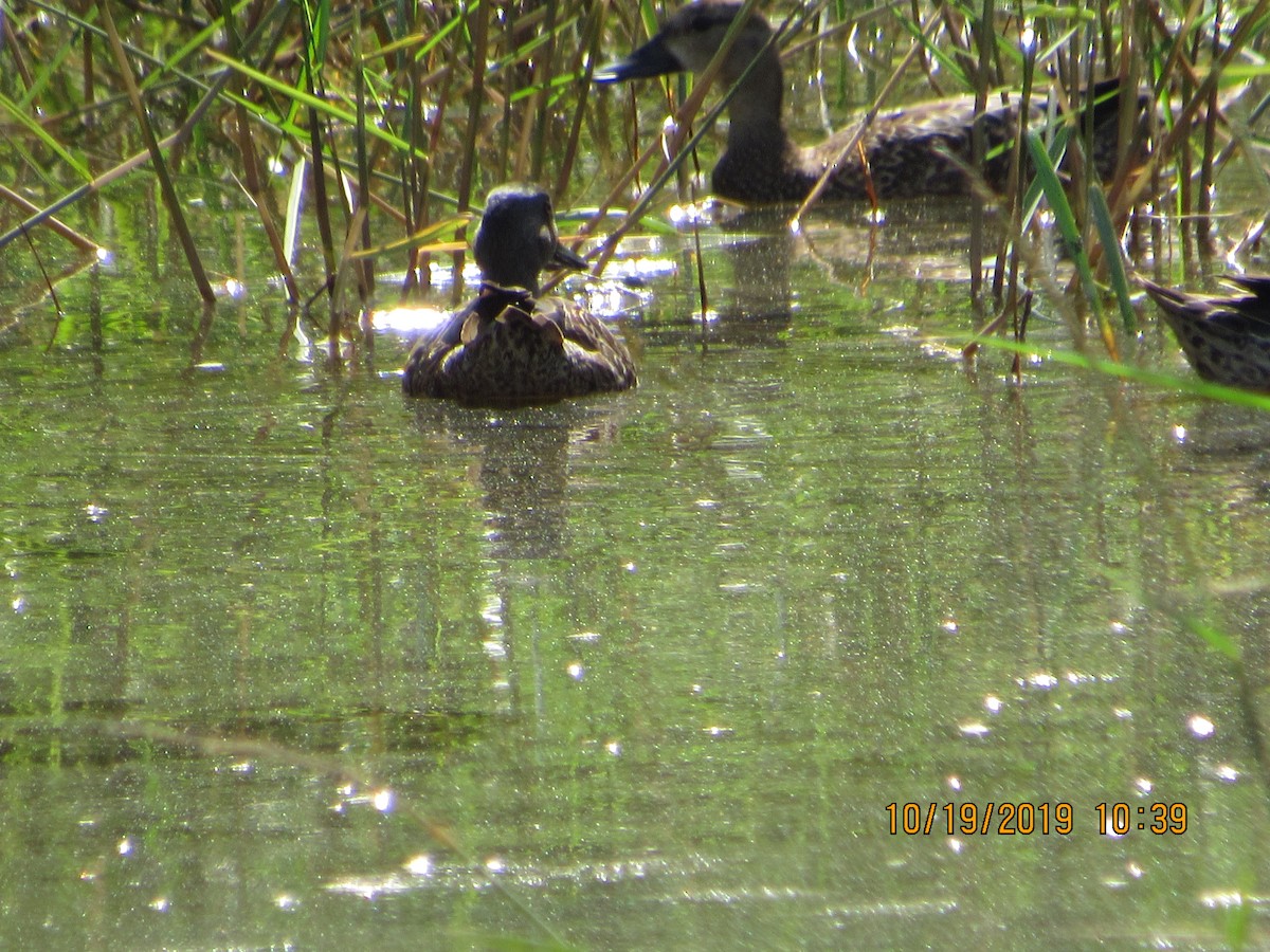 Blue-winged Teal - ML183122551