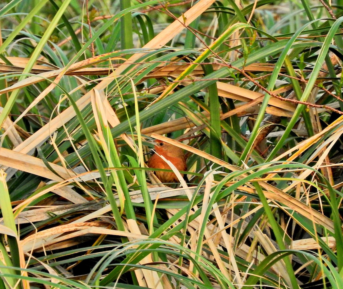 Orange-breasted Thornbird - Laura Magallanes