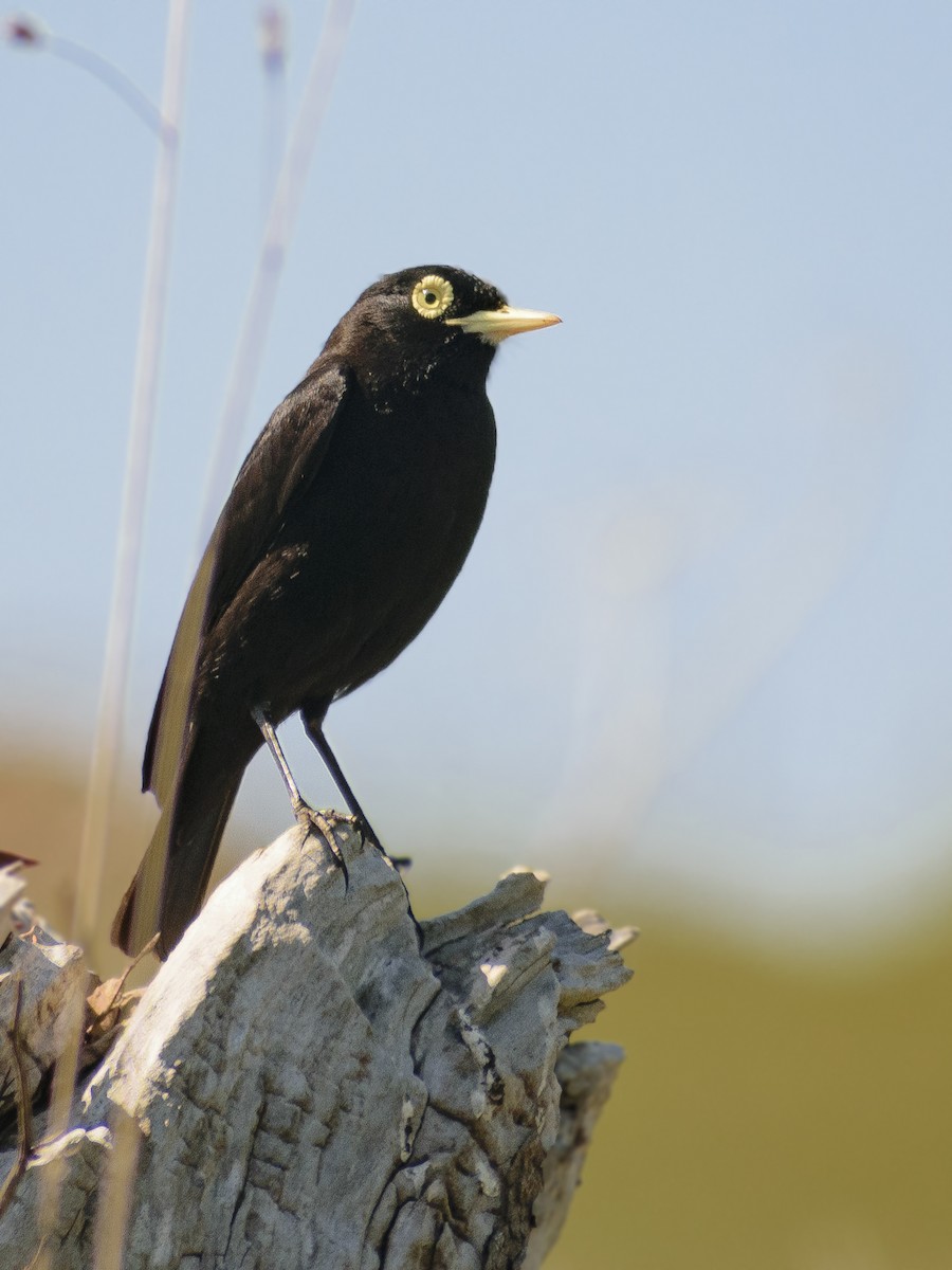 Spectacled Tyrant - ML183128951