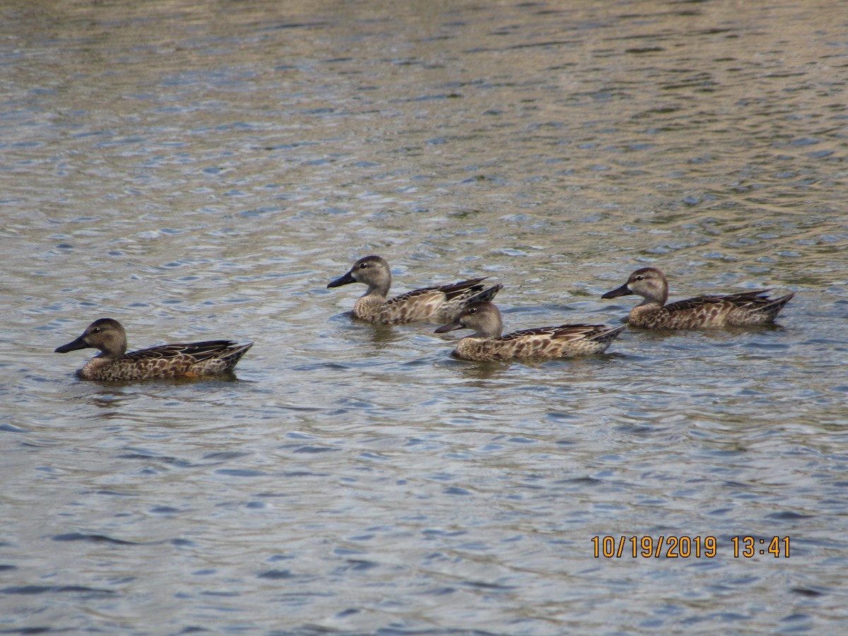 Blue-winged Teal - ML183129861