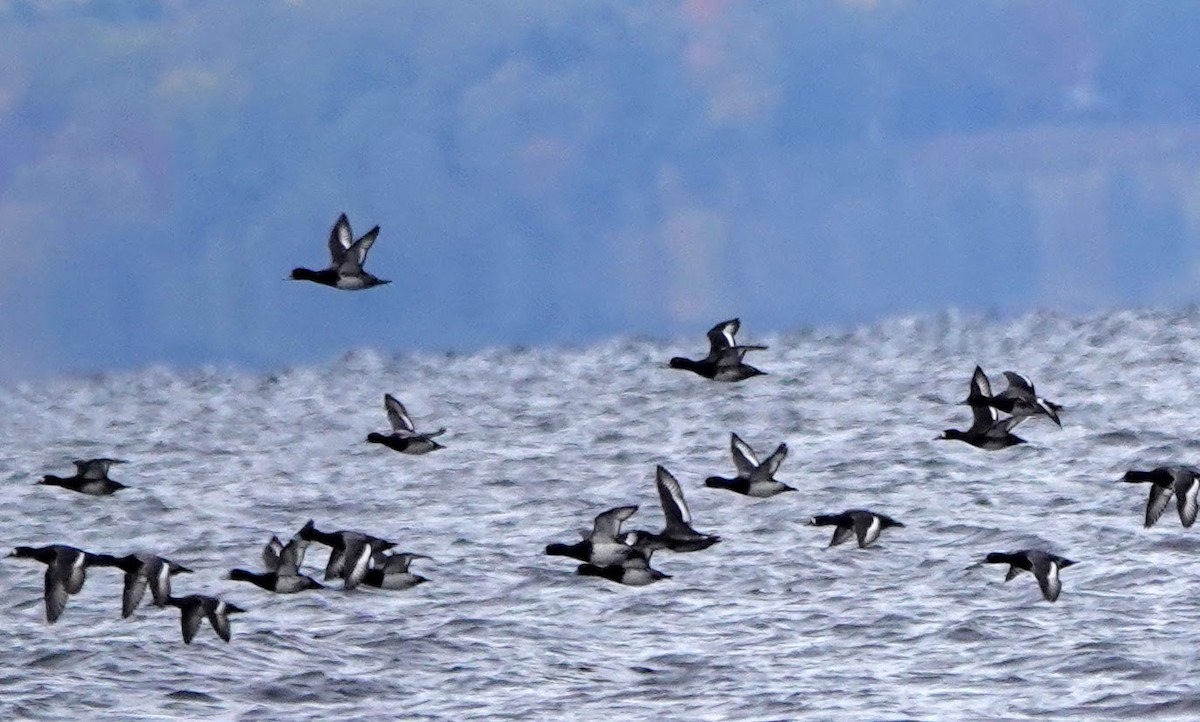 Greater/Lesser Scaup - ML183129921