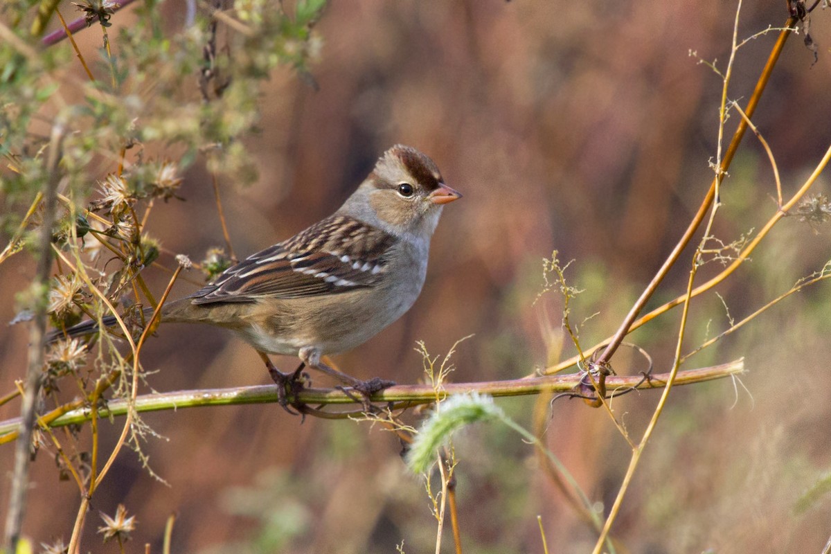 White-crowned Sparrow - ML183130421