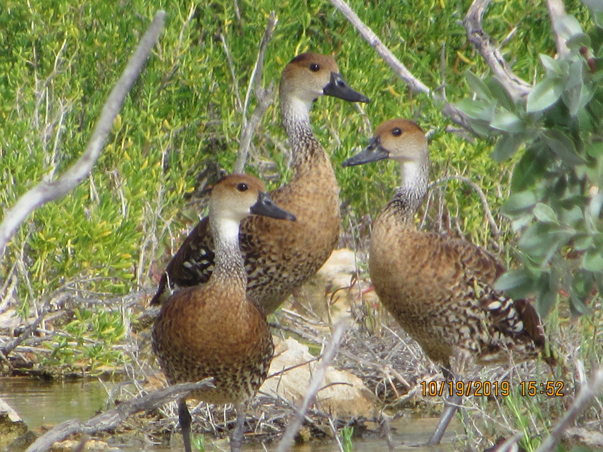 West Indian Whistling-Duck - ML183137491