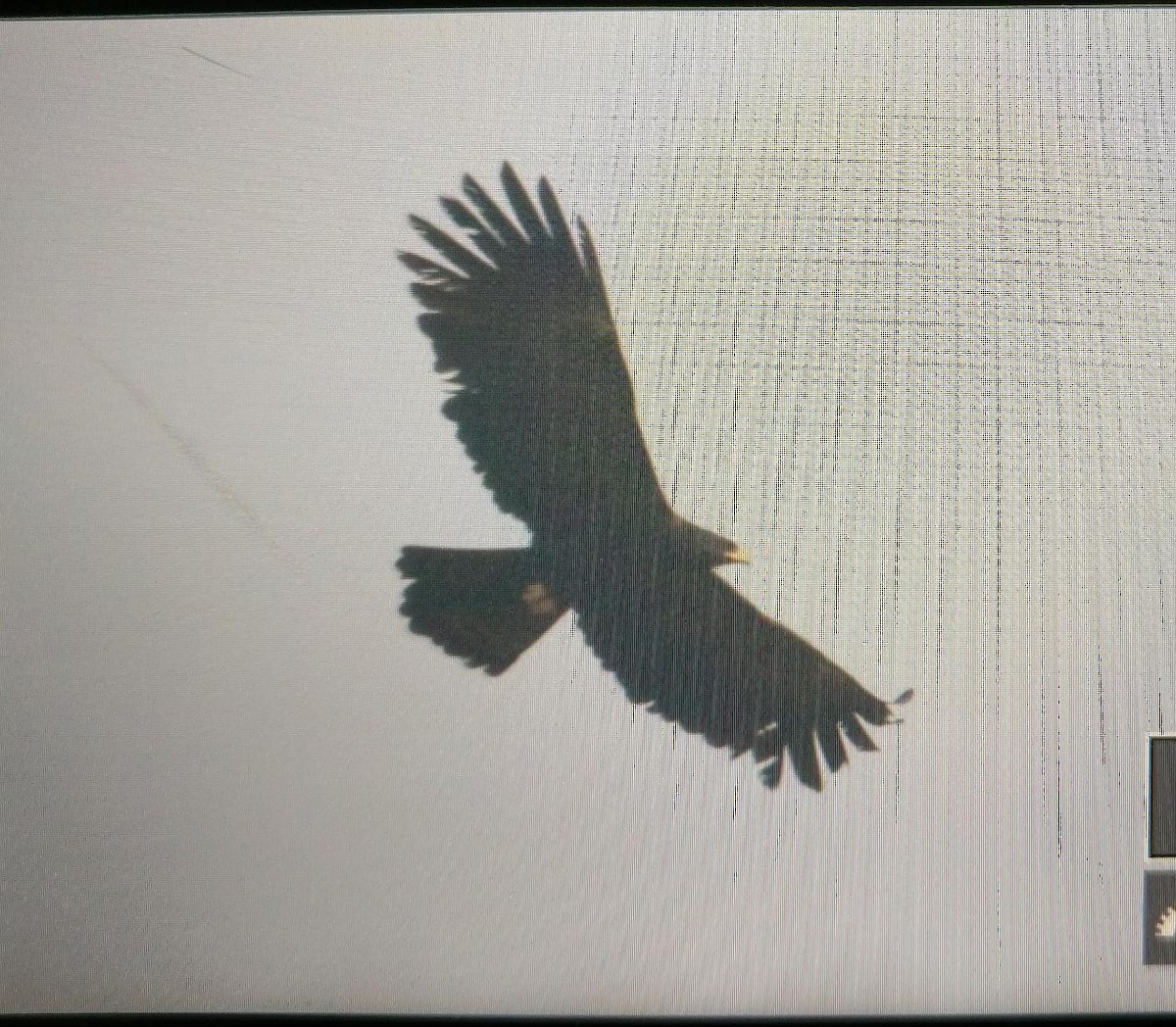 Black Eagle - Kavi Nanda