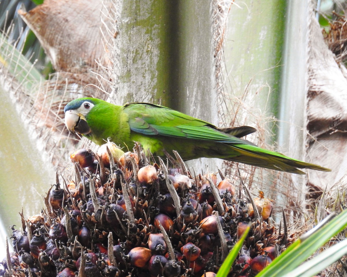 Red-shouldered Macaw - José Clarindo Silva
