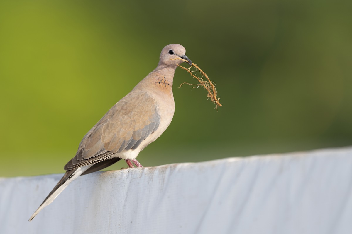 Laughing Dove - ML183141631