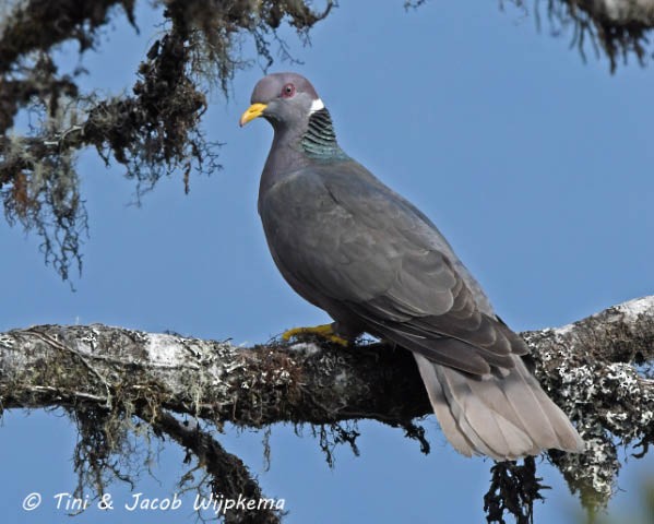 Band-tailed Pigeon - ML183144021