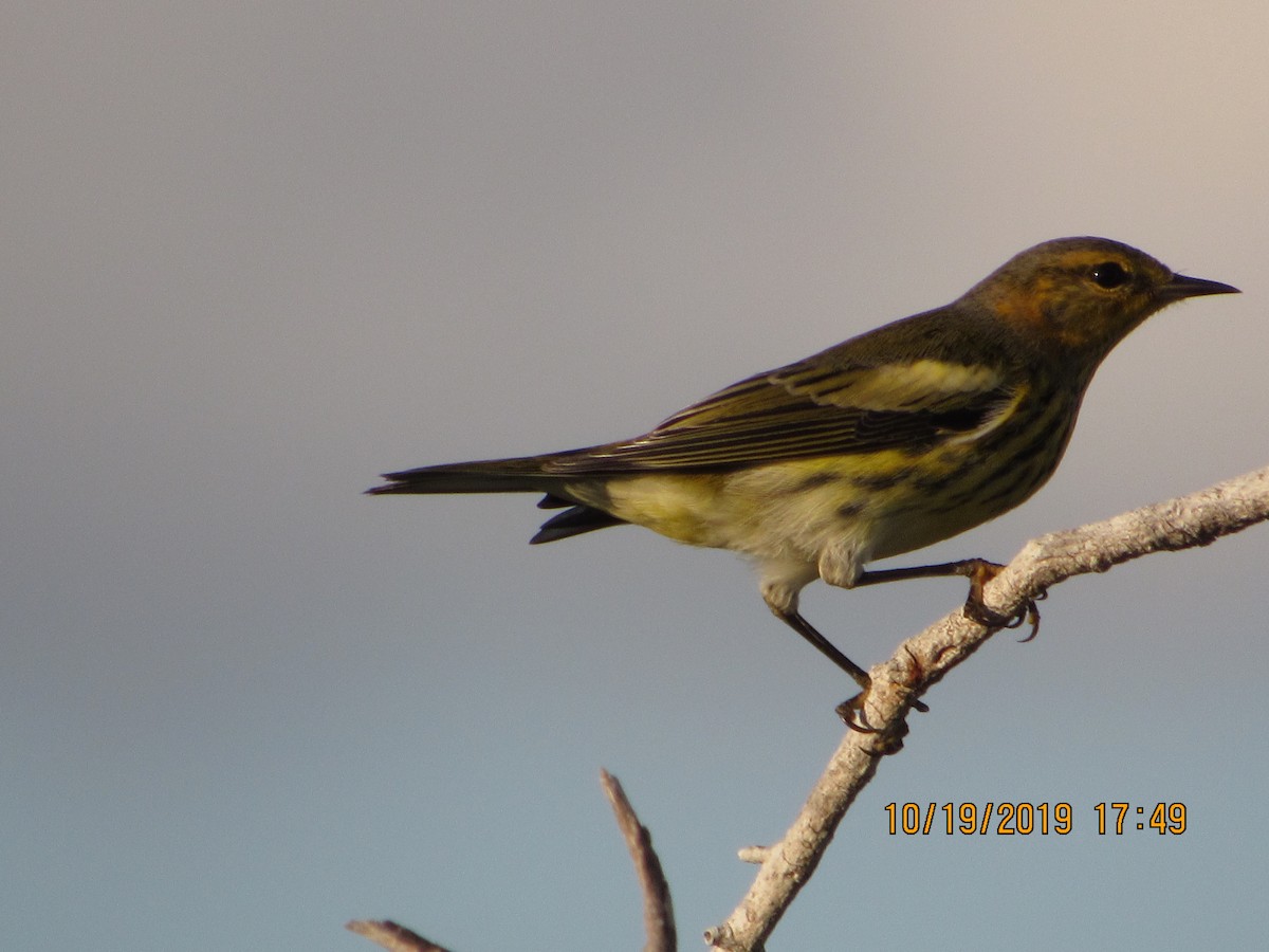 Cape May Warbler - ML183145001