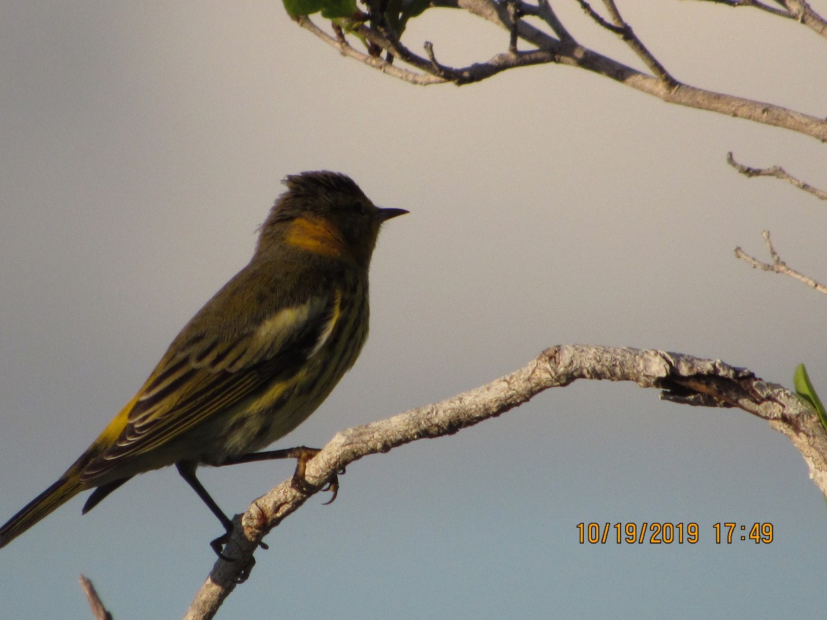 Cape May Warbler - ML183145061