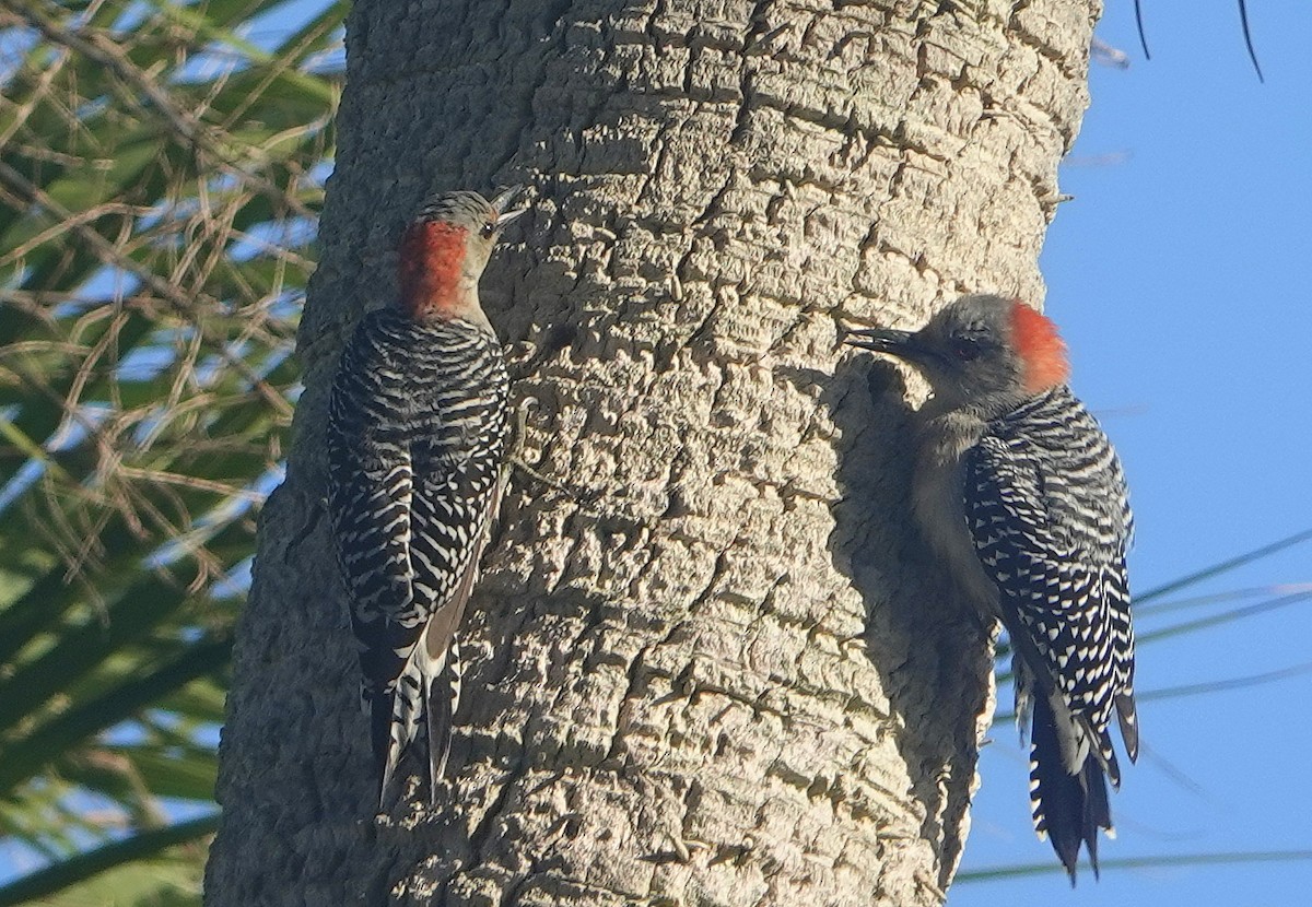 Red-bellied Woodpecker - ML183146291