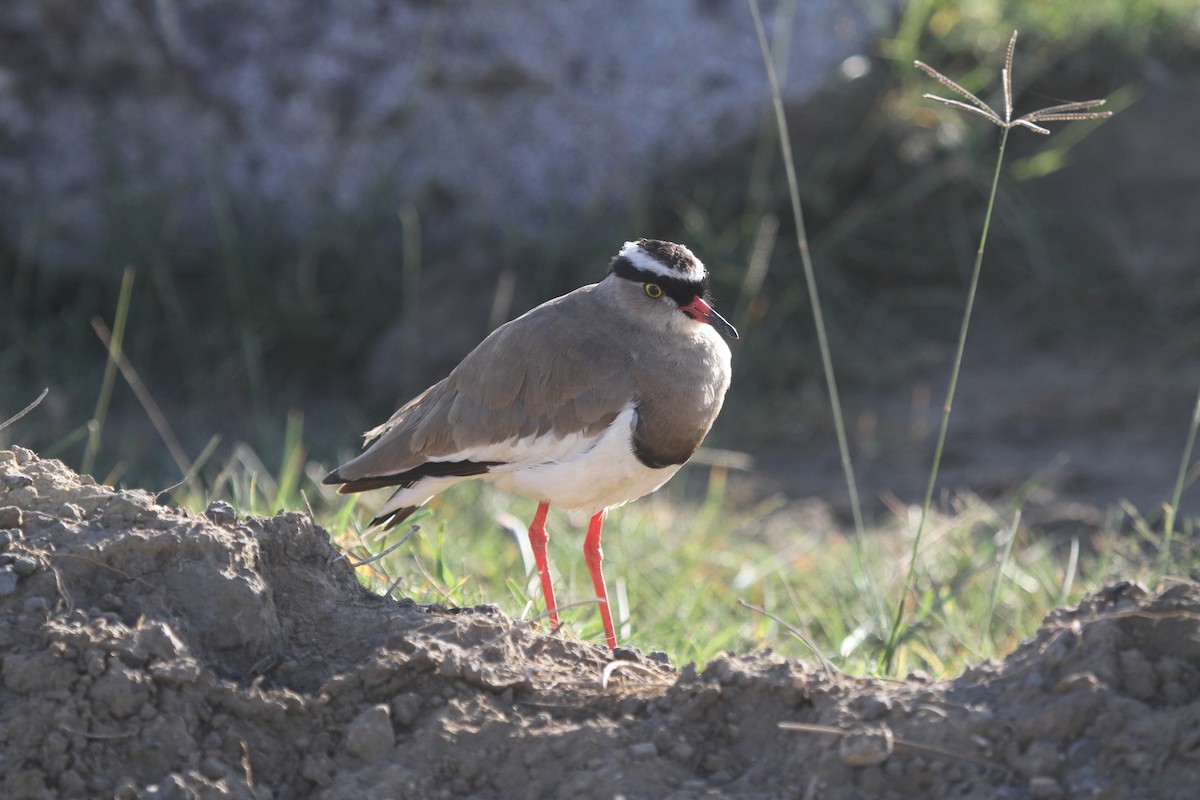 Crowned Lapwing - ML183148391