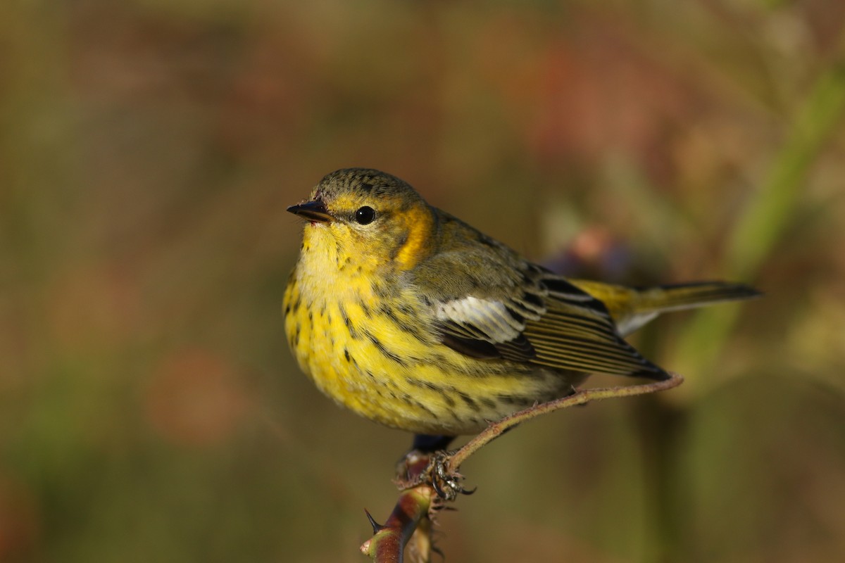 Cape May Warbler - ML183152701