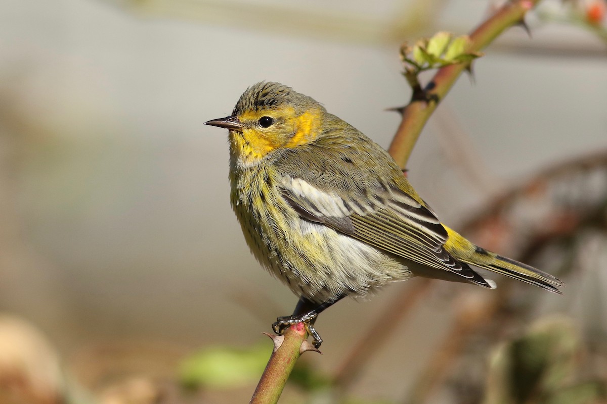 Cape May Warbler - ML183153291