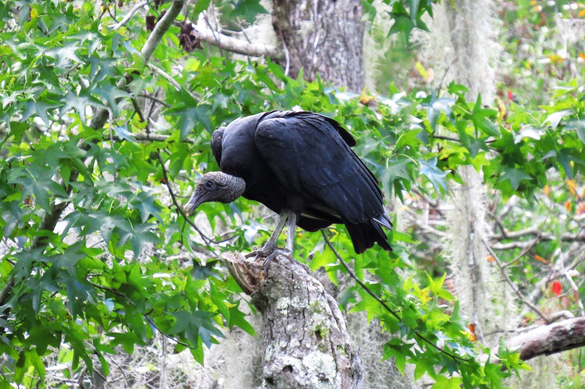 Black Vulture - Adam Betuel