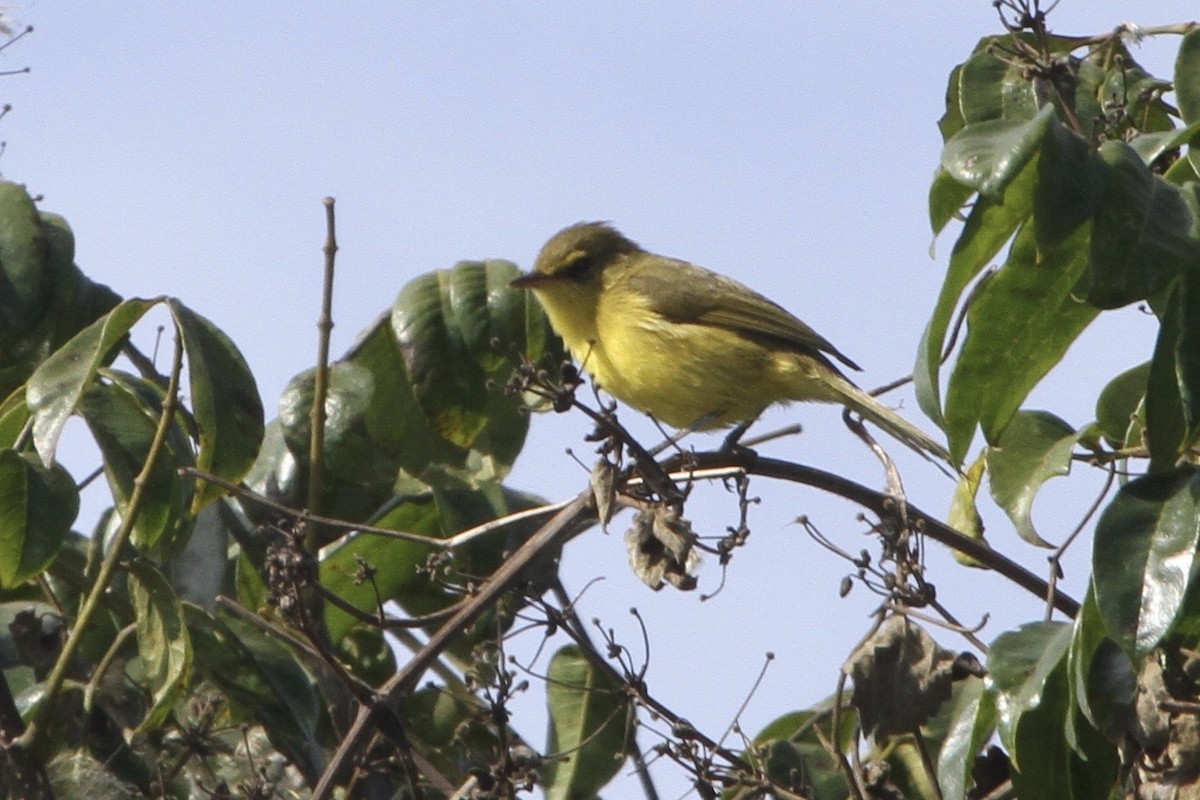 Mountain Yellow-Warbler - Juan martinez
