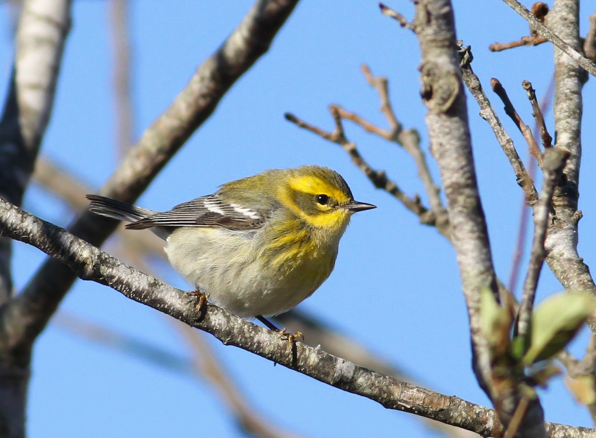 Townsend's Warbler - Andy Eckerson