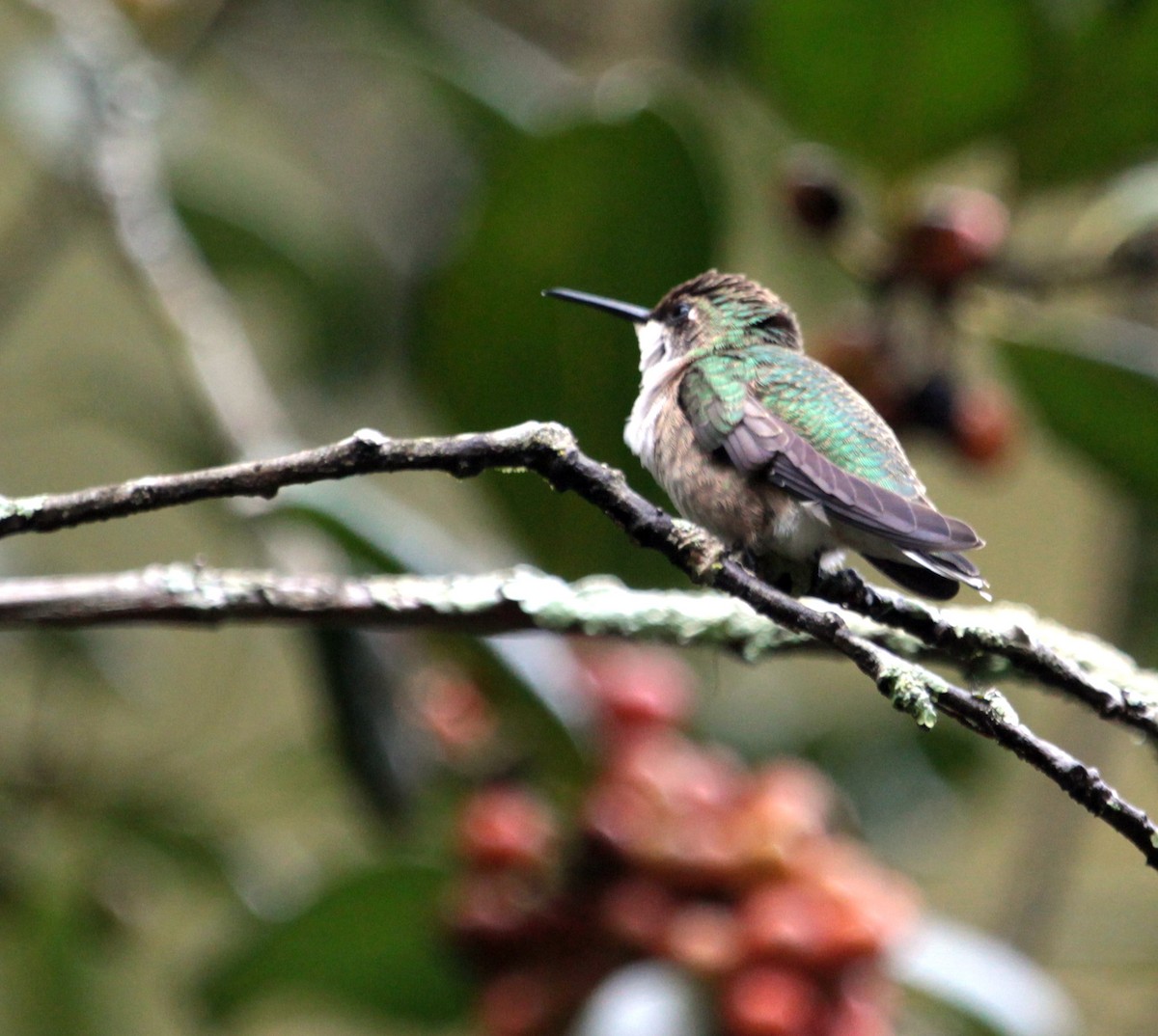 Ruby-throated Hummingbird - ML183153781