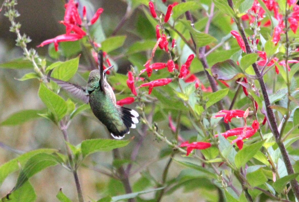 Ruby-throated Hummingbird - ML183153891