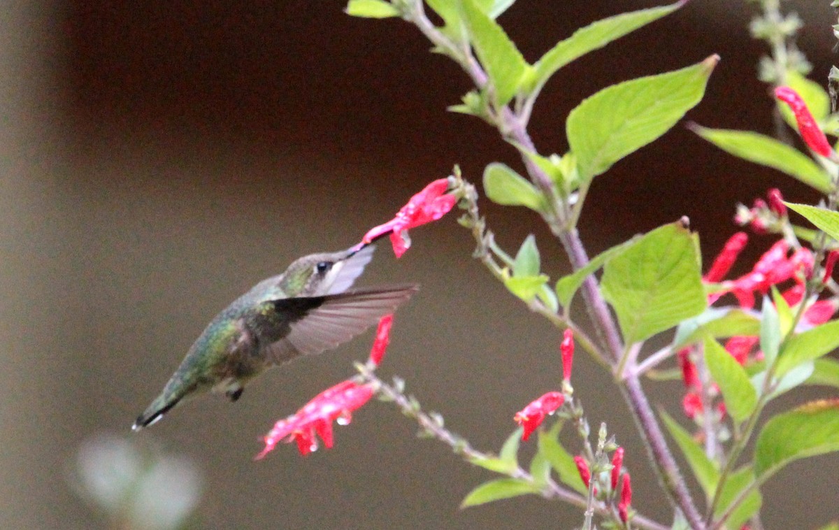 Ruby-throated Hummingbird - ML183153961
