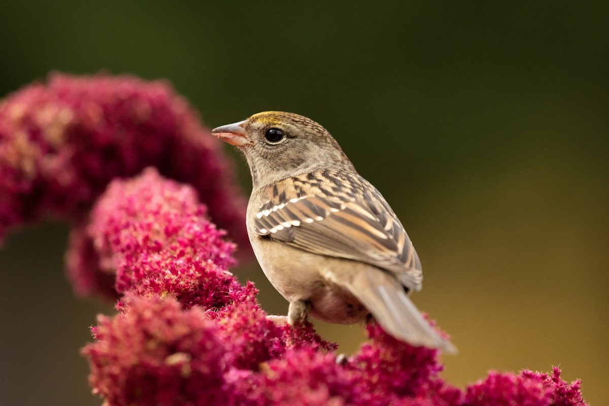 Golden-crowned Sparrow - ML183157361