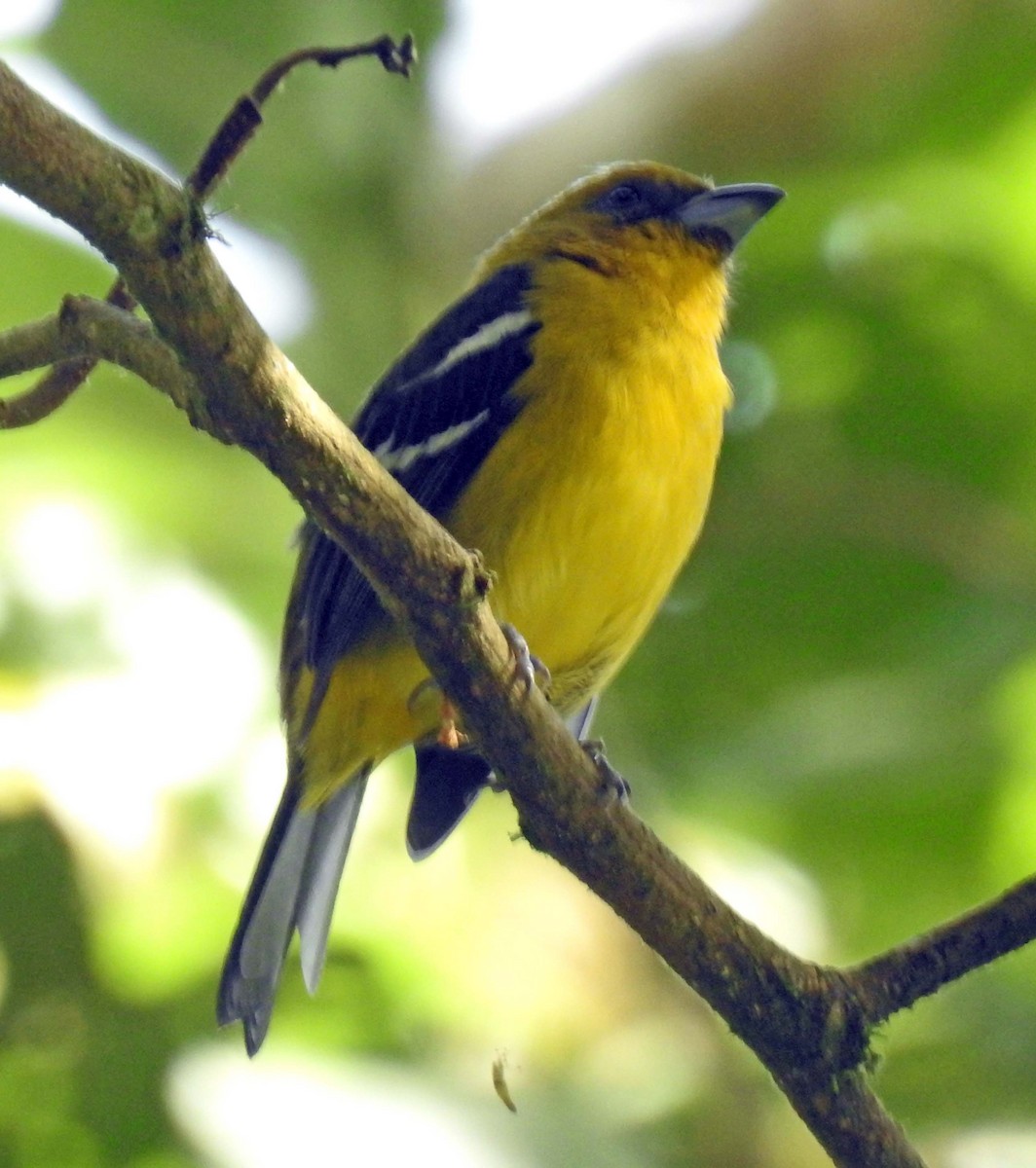 White-winged Tanager - ML183158301