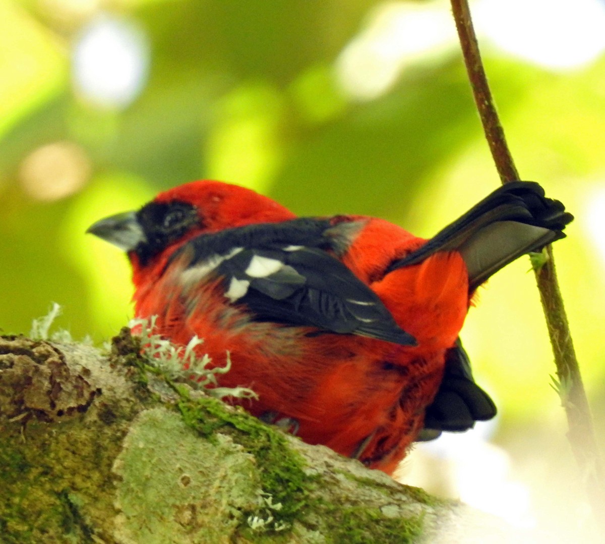 White-winged Tanager - ML183158331