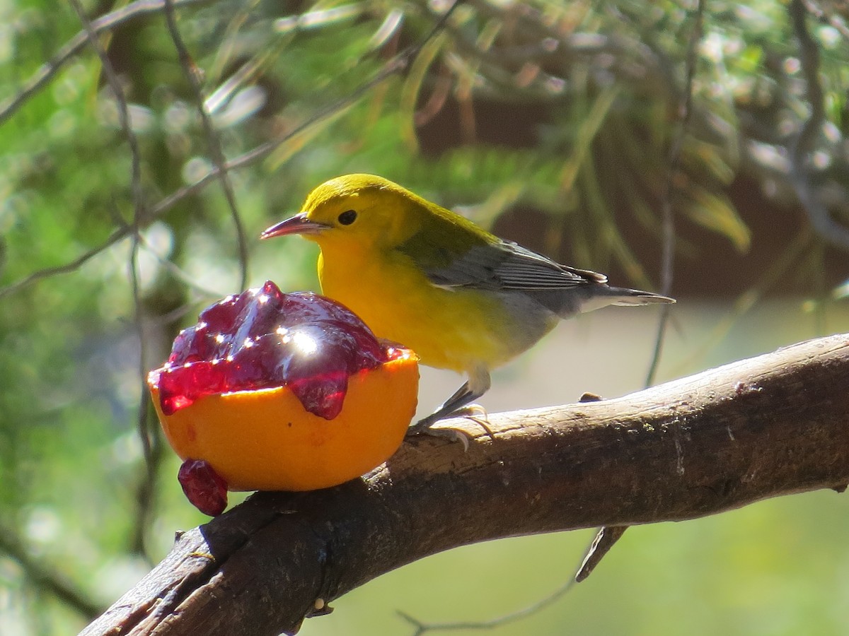 Prothonotary Warbler - ML183159861