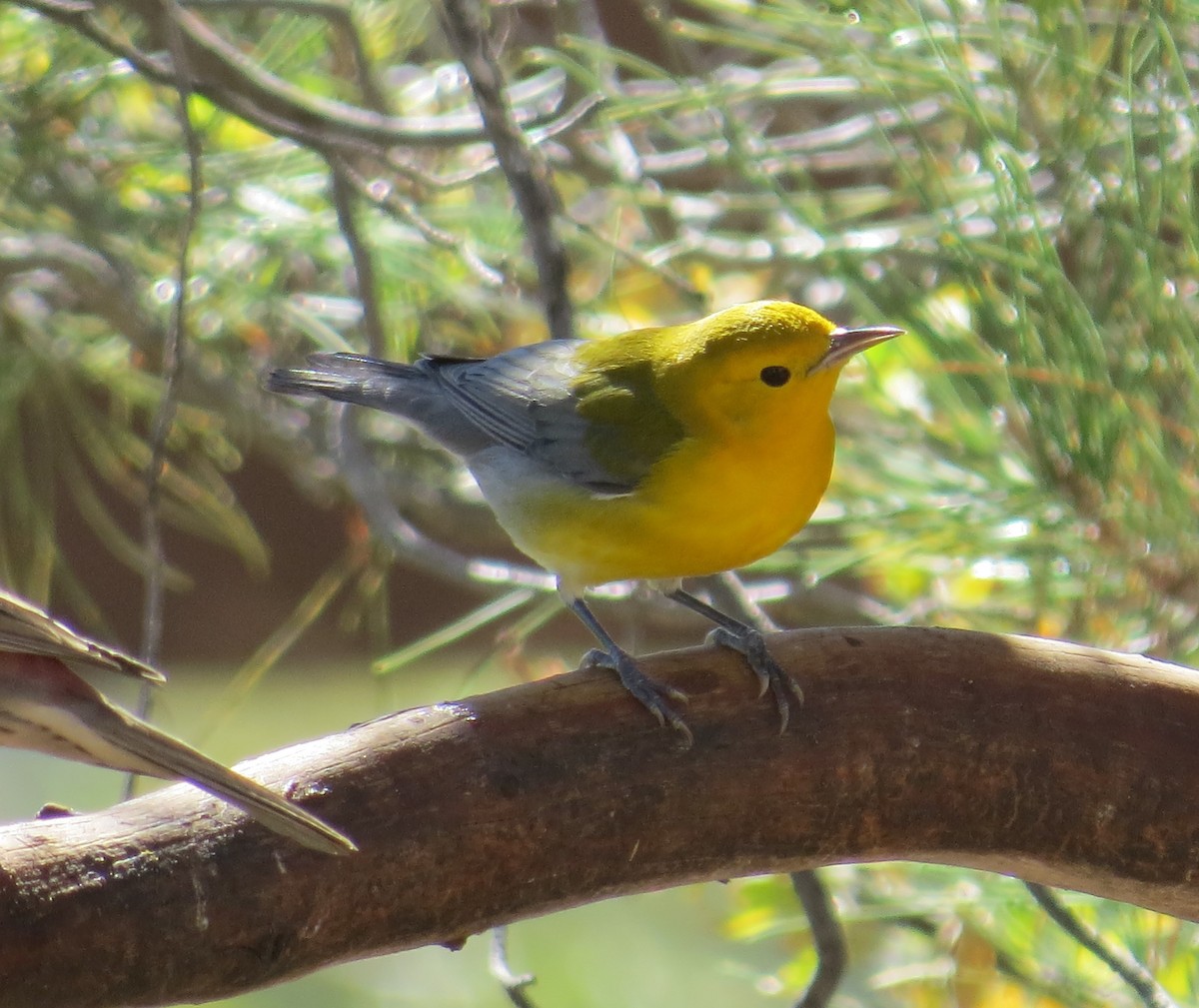 Prothonotary Warbler - Dawn Zappone