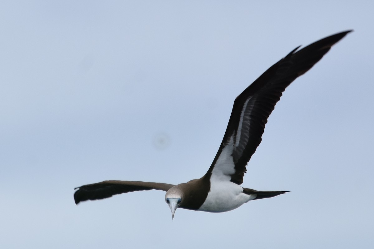 Brown Booby (Colombian) - ML183160681
