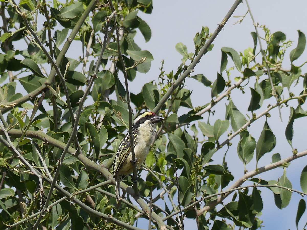 Red-fronted Barbet - ML183161491