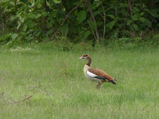 Egyptian Goose, ML183162111