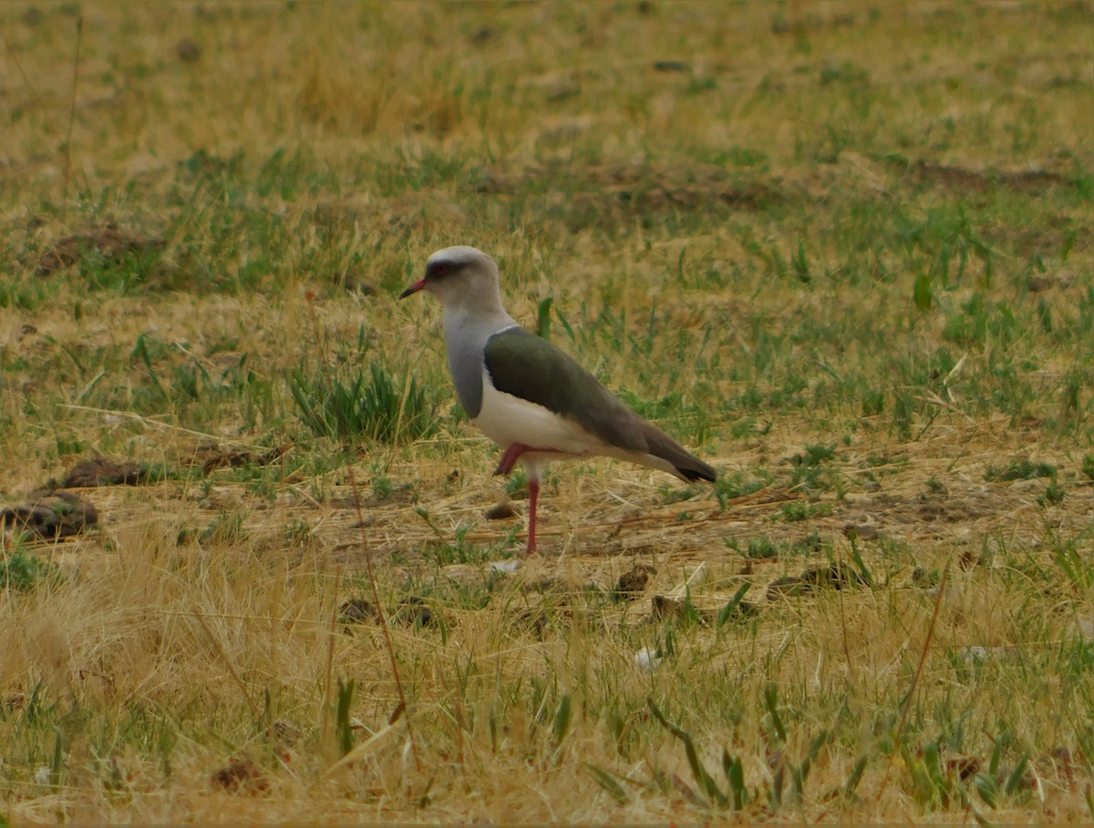 Andean Lapwing - ML183162801