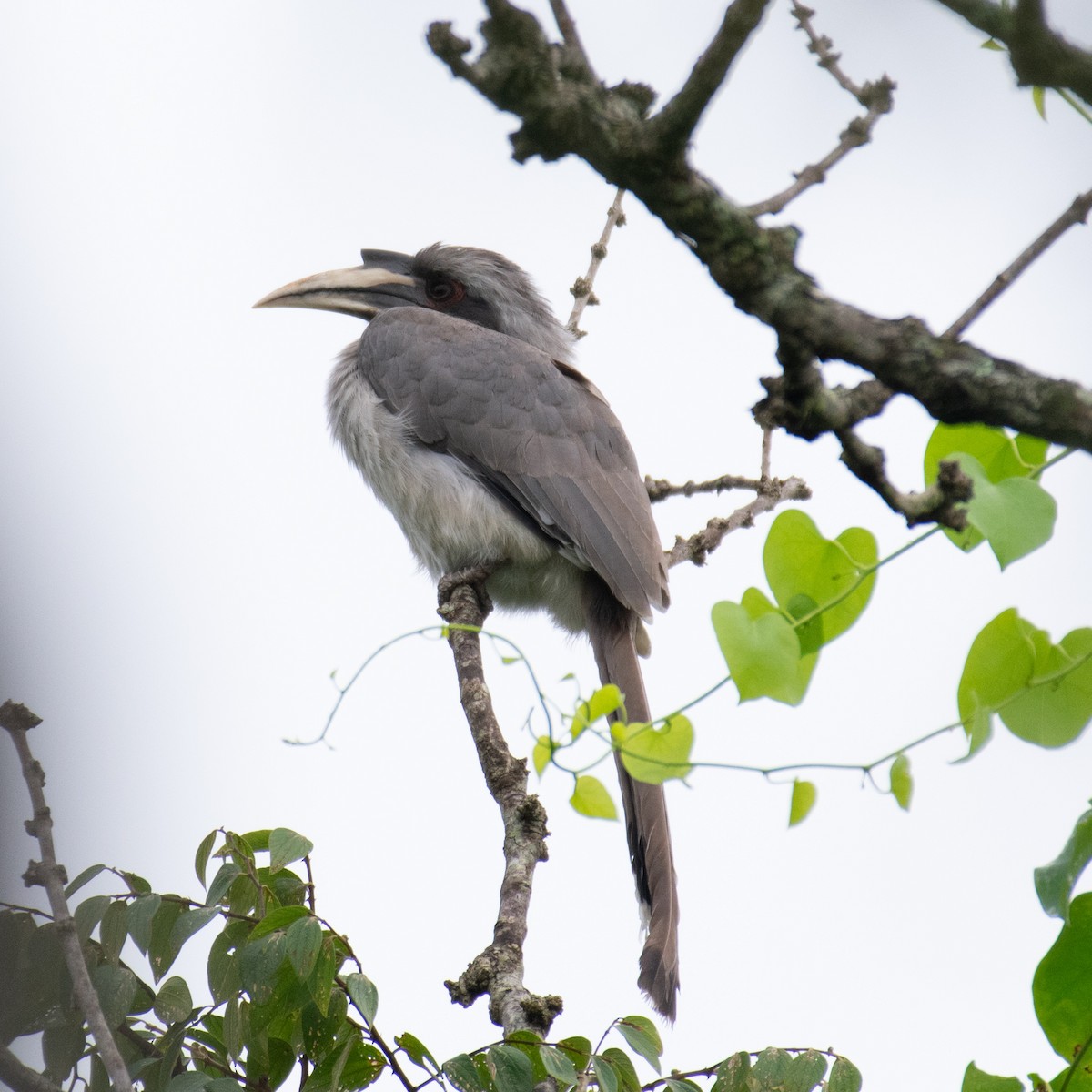 Indian Gray Hornbill - Srinivas Mallela