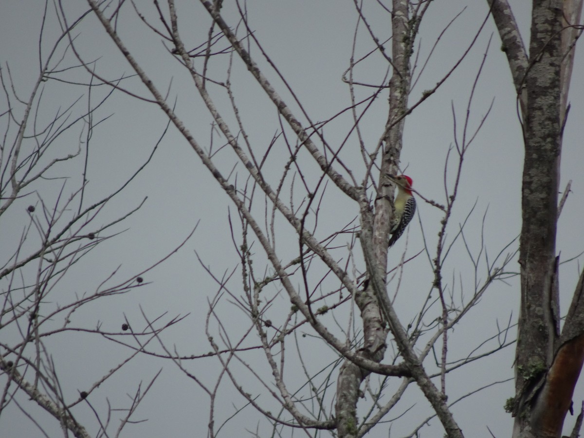 Red-bellied Woodpecker - ML183164841