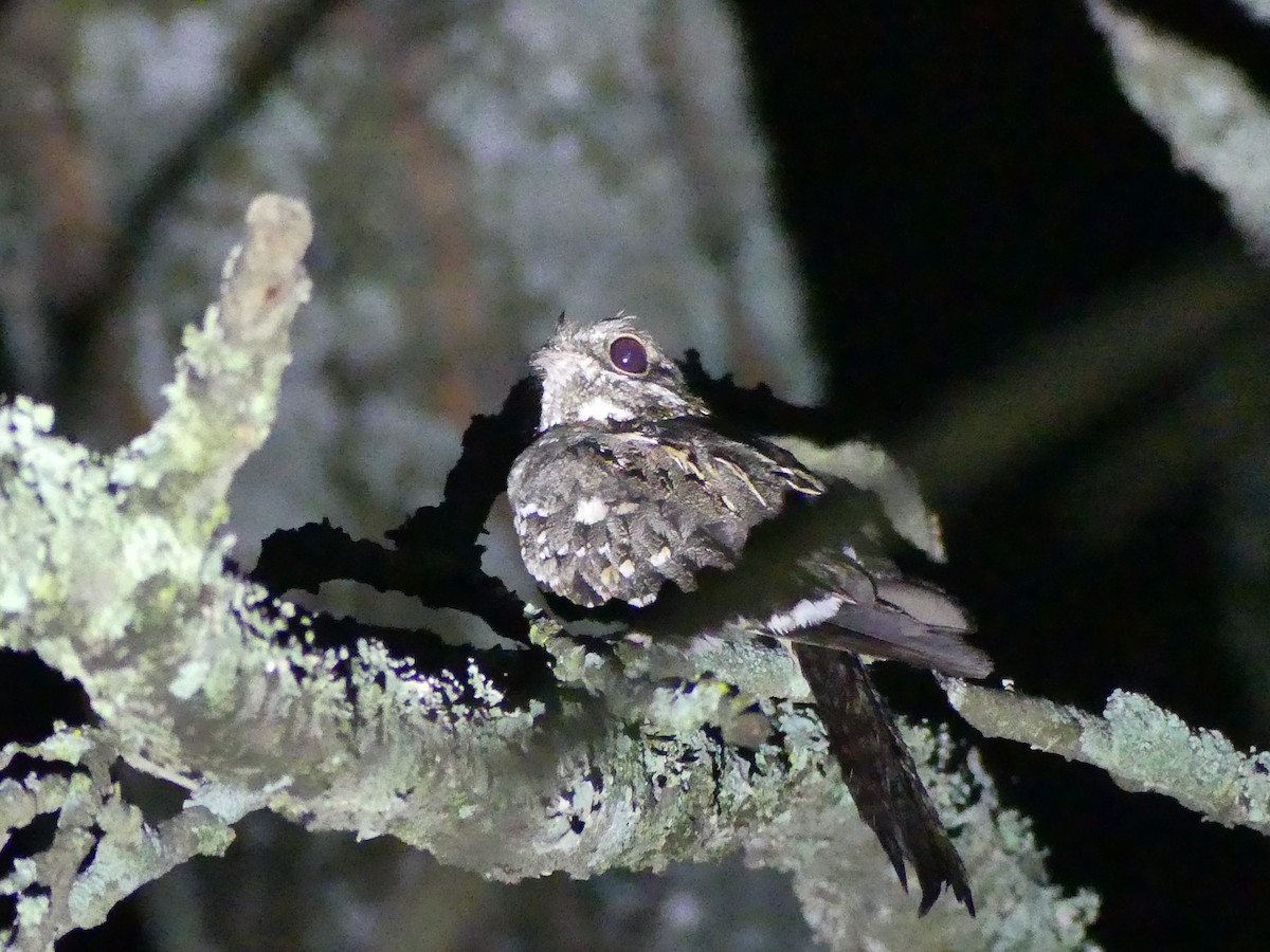 Slender-tailed Nightjar - Robin Duska