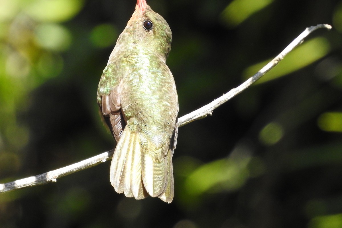 Gilded Hummingbird - Rafael Juchem