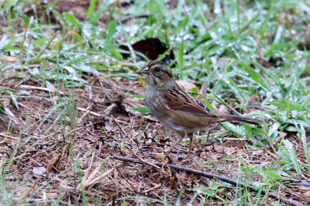 Swamp Sparrow - Colin Sumrall