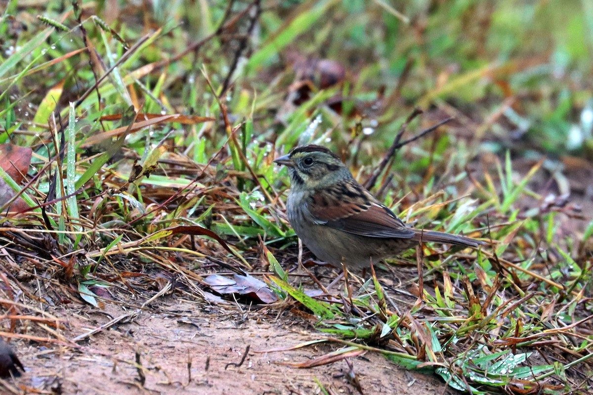 Swamp Sparrow - ML183172761